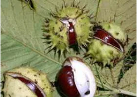 in the treatment of prostatitis chestnuts